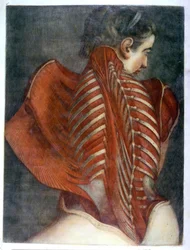 De gevilde engel, uit Myologie Complette en Couleur et Grandeur Naturelle, 1746